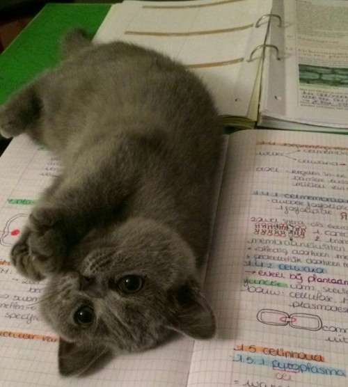 awwww-cute:“You no study, you play with Pebbles”