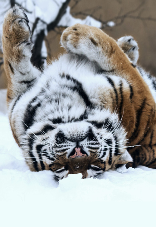 alltiger:  johnnybravo20:  Siberian Tiger (by Mladen Janjetovic)  A little snow would feel good righ