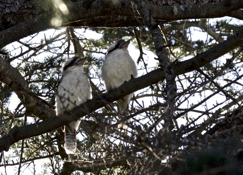kookaburras in the backyard