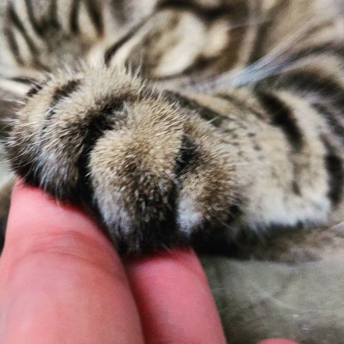 Paw in Hand! #lovemycat #bengal_cats #bengal_feature #bengalcatworld #bengalcat #catsofinstagram #cu