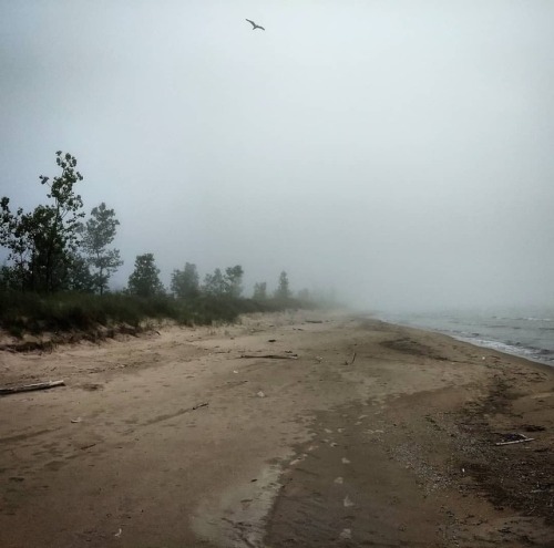 A Lake Michigan shoreline in its natural state. #GreatLakes #ecology #botany #botanizing #ammophila 