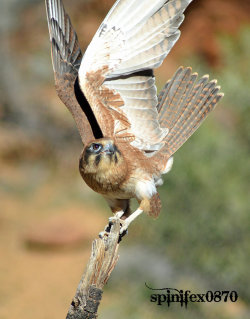 birdworlds:  Brown Tail Falcon 1 by =spinifex0870