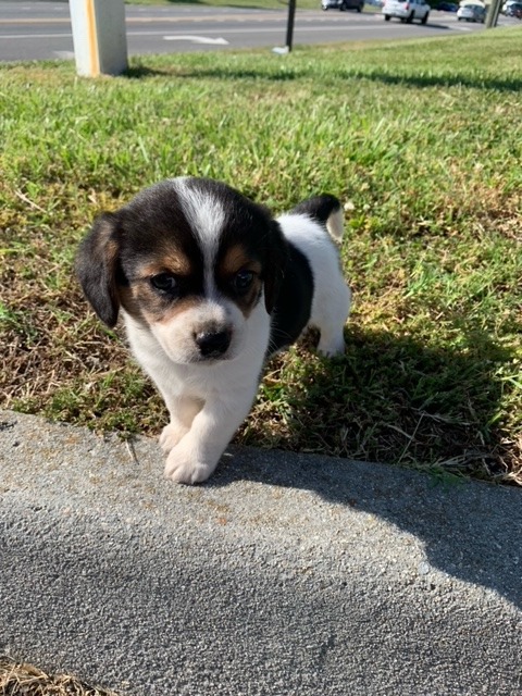 so little! small mostly white dog, with black and brown markings