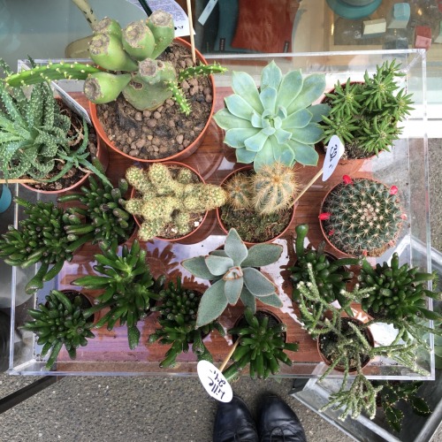 treehouseaddict:The cutest plants, in the cutest store, in the cutest street