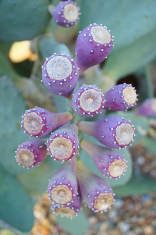 flora-file: la fruta (by flora-file)Opuntia cacanapa ‘Ellisiana’
