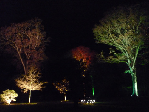 The Enchanted Wood, Part IWestonbirt Arboretum, Gloucestershire. December 2013It&rsquo;s such a magi