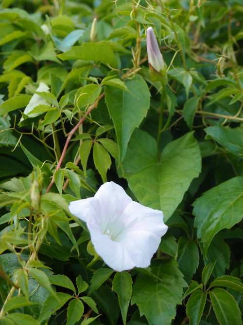 Calystegia sepium— hedge bindweedParthenocissus inserta — thicket creeper a.k.a. woodbine