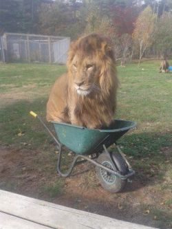 Babyanimalgifs:i Cannot Believe “If It Fits, I Sits” Transcends Boundaries In