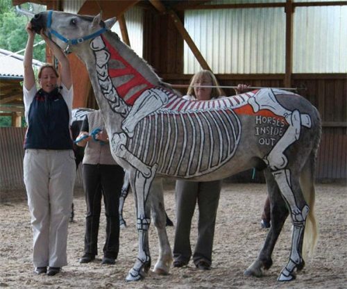 ainawgsd:Skeleton Horses