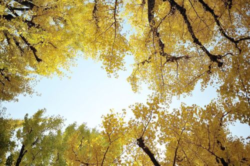 神宮外苑で秋。 #japan #tokyo #season #autumn #ginkgo #nature #nikonphotography #nikon #tokyocameraclub  htt