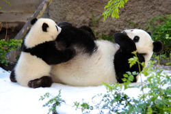 giantpandaphotos:  Bai Yun and her son Xiao