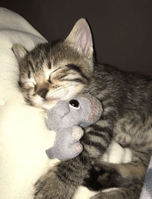 Thats Good! :D Here, Take Some Cat Pictures