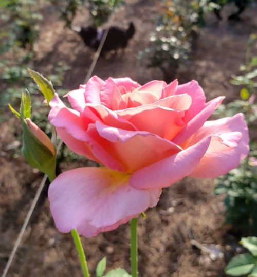 Signs. Can you see them? #flowersinurbia #flowers #roses #pinkroses my #littledog #somebodysfeet or 