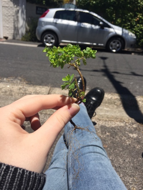 aestheticallyconfusedjpg:  Pulled a lil plant out of the gravel 🌱