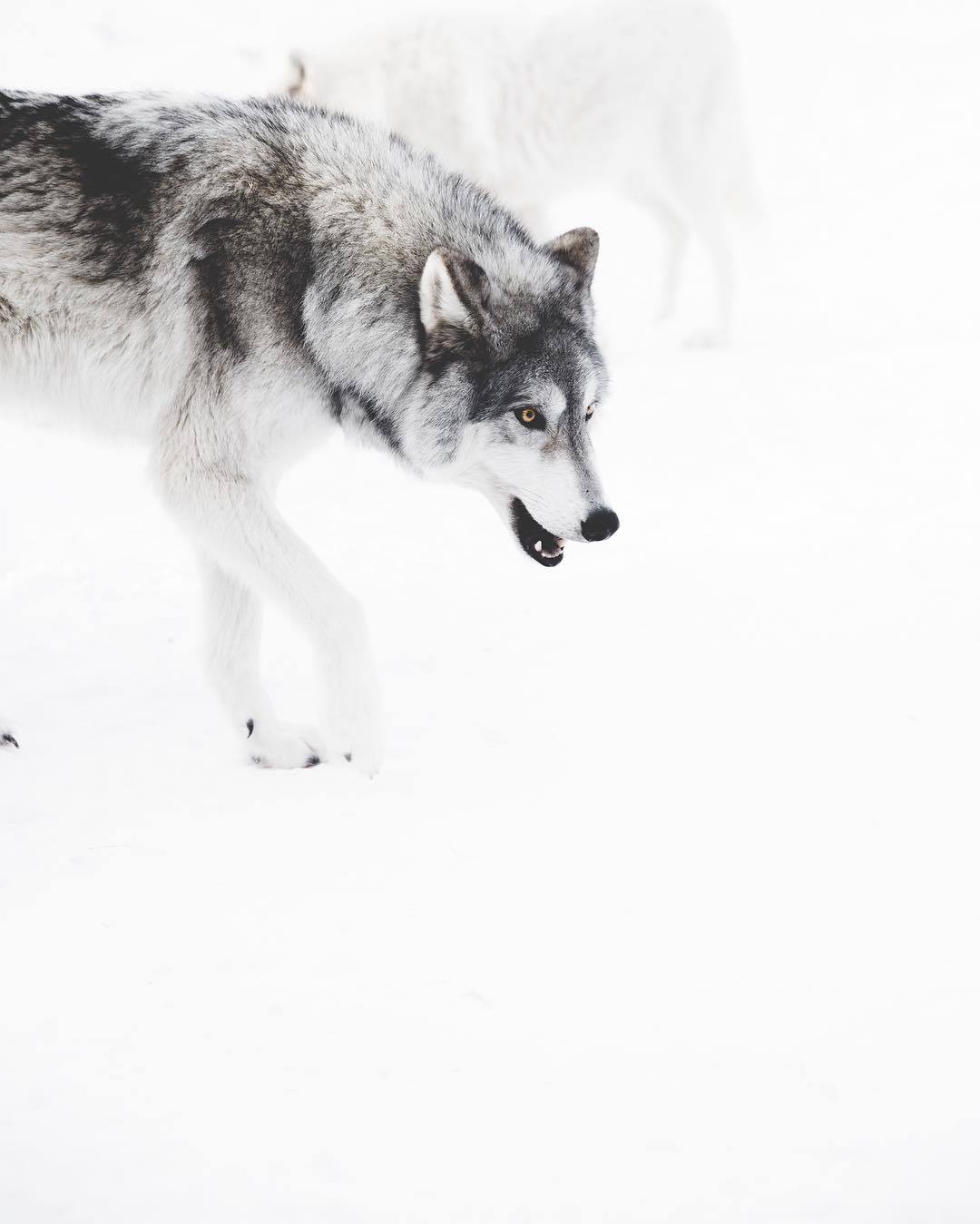 artofvizuals:  northern.fellow Kuna 🐺  