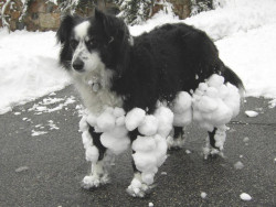 lulz-time:   projectkr:  He is so done with winter . Look at his face  this dog is all of us  