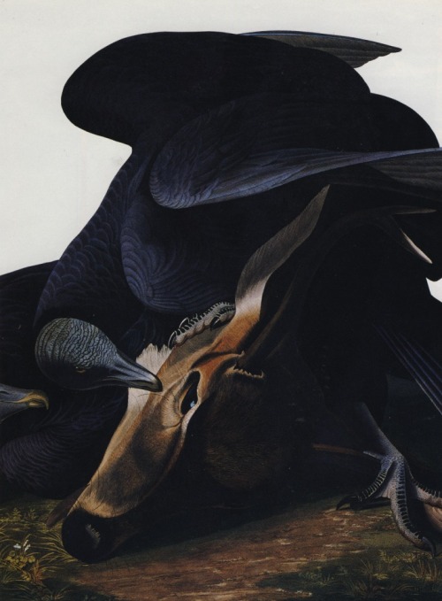 ghostsofthewoods: John James Audubon