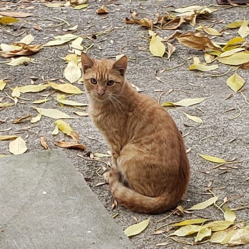 4 month old Fall cat. #cat #redhead #redcat https://www.instagram.com/p/Bpp4MUslrqX/?utm_source=ig_