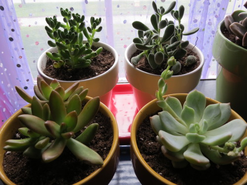 omgplants: rebellemaki: i got some cute plants today Cute and those curtains are really cute, too!