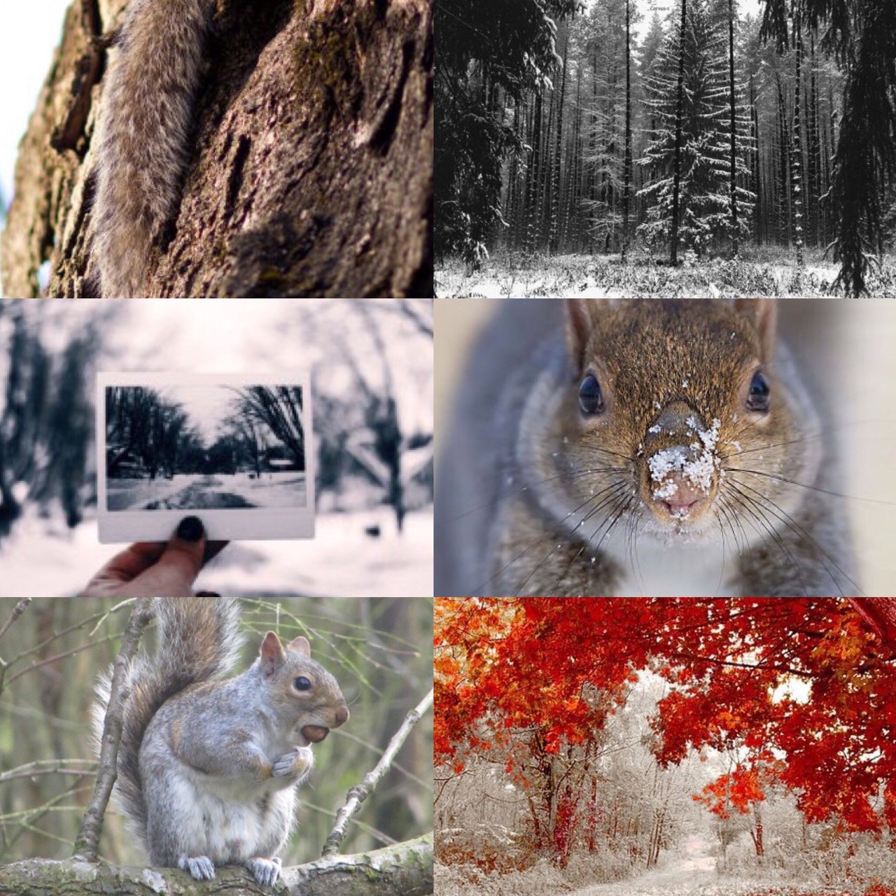 ✧ Grey Squirrel Aesthetic ✧