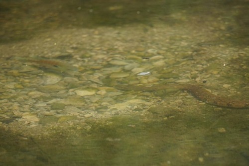 I took my zoom lens out kayaking this week. I need more practice shooting with it, but I was pretty 