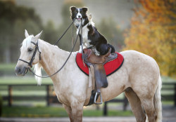 unscheduleddismount:  buzzfeed:  Dunno if this is relevant to your interests, but this dog rides and trains horses.  WHERE CAN I GET ONE?! 