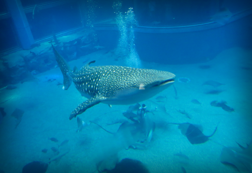 Gisteren naar Kaiyukan geweest, het grootste aquarium ter wereld. Een aantal foto&rsquo;s van wa