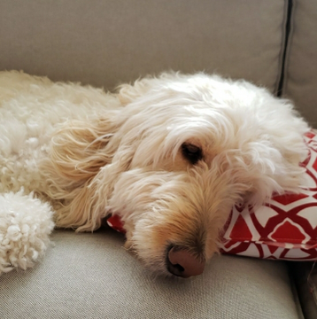 my big labradoodle pupper recently tore his acl on his left hind leg and is currently waiting to und