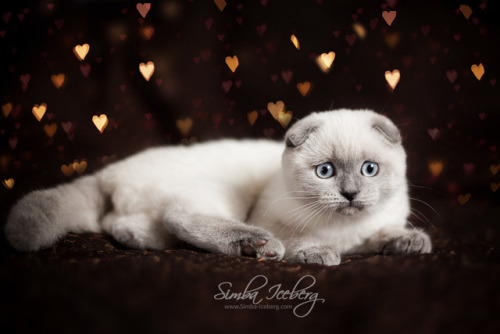  Blue-eyed Scottish Fold beauty Ice Cream  is a born model! This new photo shoot is ready. The video