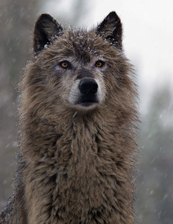 beautiful-wildlife:  Dark Gray Wolf by Pristine