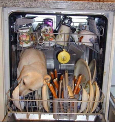 No dog, get out of there! You aren’t a dishwasher!