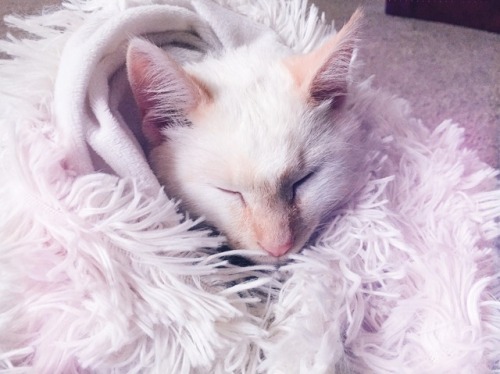 peachyymama:All snuggled up in a freshly washed blanket.  IG: @peachyy.mama