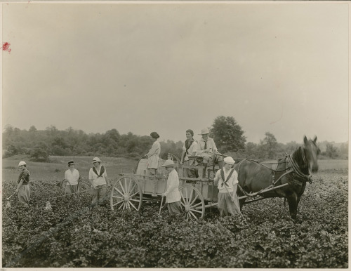 todaysdocument:  “Students at Mt. Holyoke College Learning Agricultural Duties, 08/20/1918” From the series: American Unofficial Collection of World War I Photographs, 1917 - 1918 