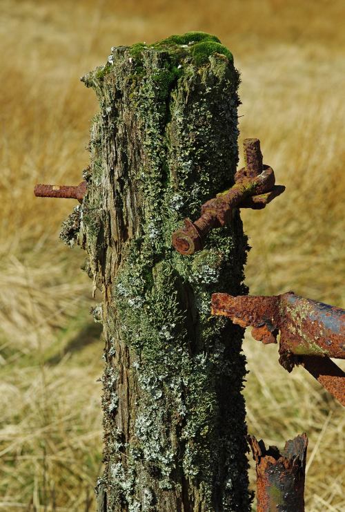 This is a charming gate-post from the Kilpatrick Hills just outside of Glasgow. However, it is not r