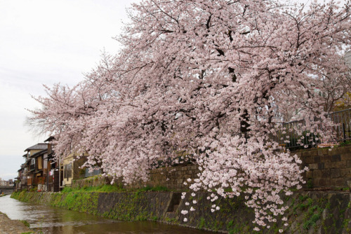 by  Nobuhiro Suhara
