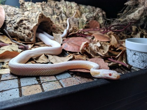 omg-snakes:Melody has a dirt mustache.