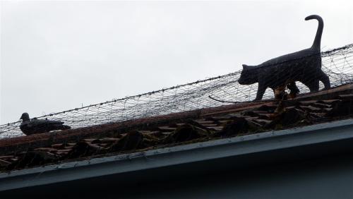 Black cats seen stalking York, England.