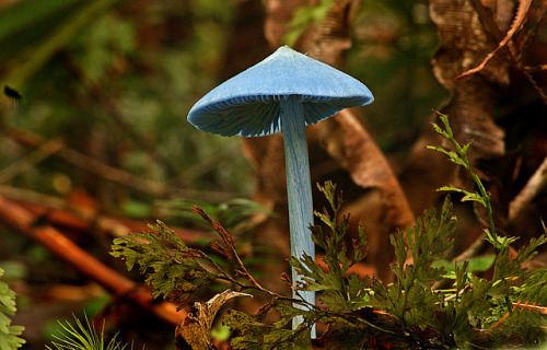 Entoloma hochstetteri by volvob12b on Flickr.