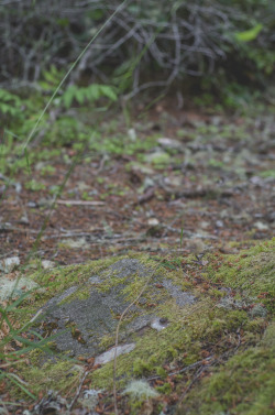 millivedderphotography:  Seabeck Cemetery, Washington 