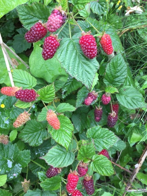 5-and-a-half-acres: Tayberries which are a cross between a raspberry and a blackberry originating in