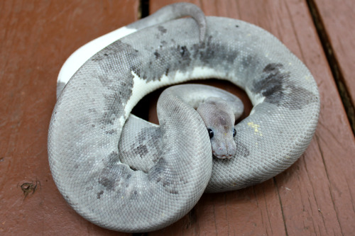 snakesneakers: trahan: zooophagous: alpha-centauri: alltailnolegs: Freshly shed moon! SHE REALLY DOE