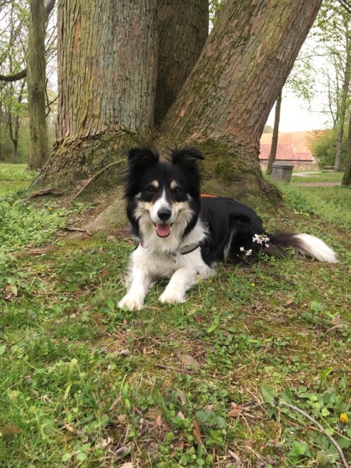 fluffytherapy:My Border Collie Lucky is always smiling.:) And standing up when I wanna take cute pho