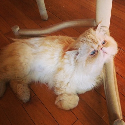 lucifurfluffypants:Sometimes I just sit and contemplate how fabulous I am. #persiancat