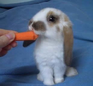 mahinabunny:  🌸Sweet Precious Bunnies🌸  🌸For Sweet & Crafty Bunny Finds .. Mini Paintings, Sock bunnies & more.. please visit: https://www.etsy.com/shop/MahinaBunnyCreations 🌸 Mahalo !!!🌸