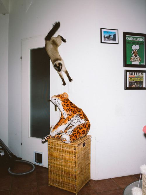 thingstolovefor: “Jumping Cats” by Photographer Daniel Gebhart de Koekkoek Vienna-based photographer Daniel Gebhart de Koekkoek documents the aerobatic prowess of Elli, Flitzie, Nevio and Fiffy. #Love it! 