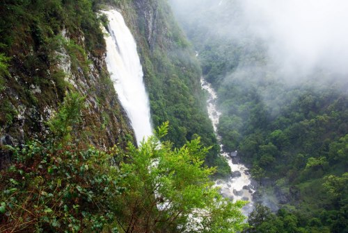 oceaniatropics: ellenborough falls, Elands, NSW, Australia, by VFedele     ❁❁ tropical blog, foll