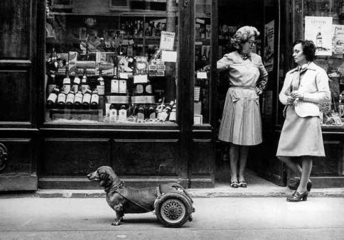 mudwerks:(via vintagephoto: Robert Doisneau, Dog on wheels)