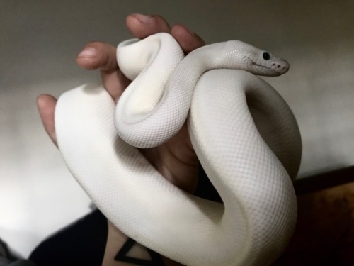 loftiiexotics: it’s been a while since i’ve shown off all my babies, so who’s read