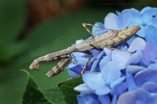 celestialmacros:Carolina Mantis, female (Stagmomantis carolina)Statesville, North CarolinaOctober 4,