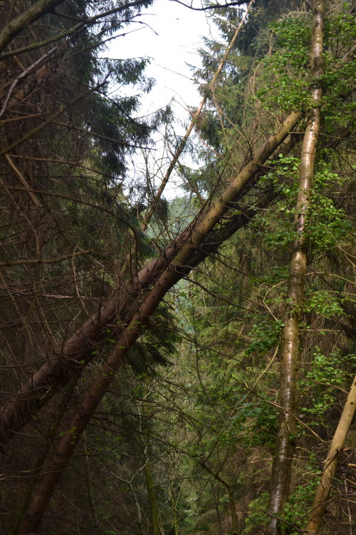 fallen trees